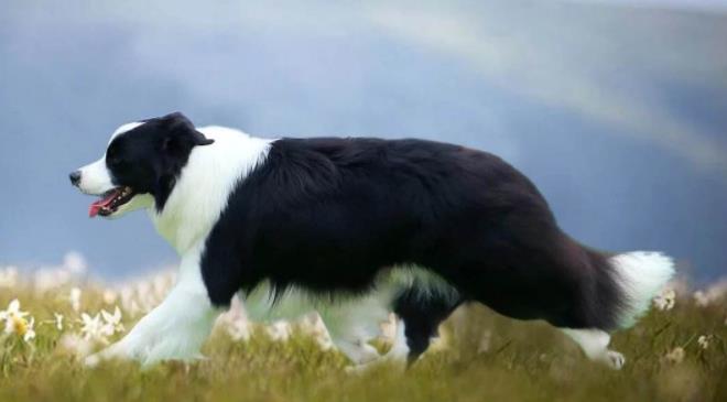 四川边牧犬舍 四川边牧犬舍