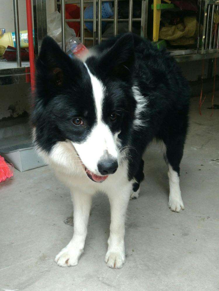 边牧的“小私藏”被发现,满脸的绝望 边牧的“小私藏”被发现,满脸的绝望